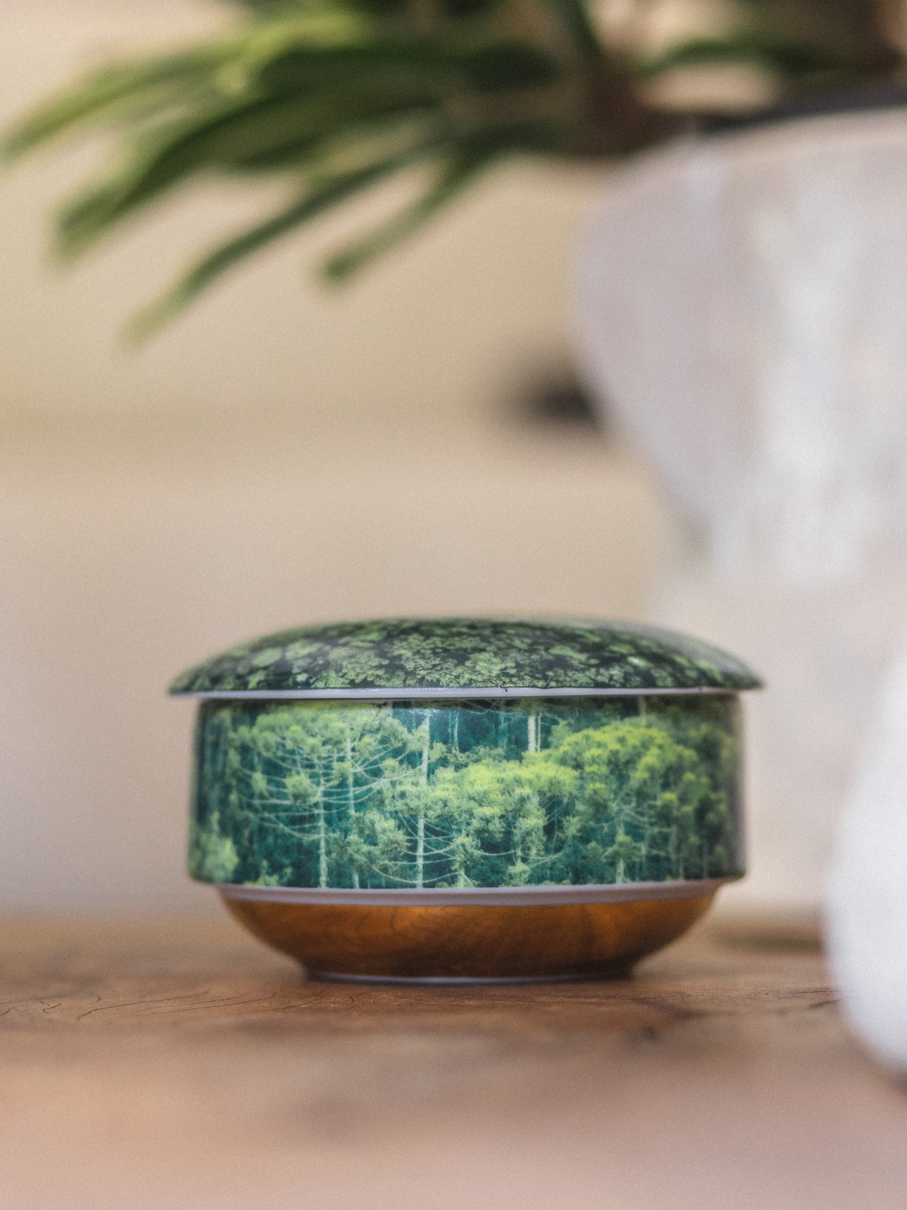 Vela Py’a + Lucas Lenci “ Floresta de Bolso “ G